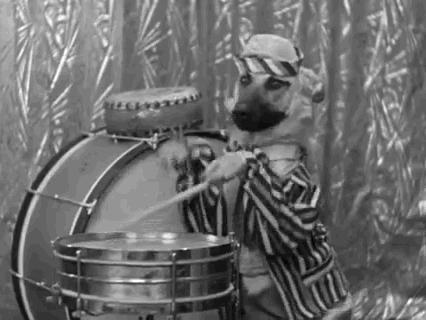 Dog doing a drum roll for Wedding Advertising!